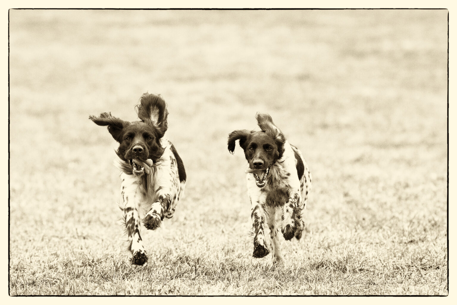 jagdhunde